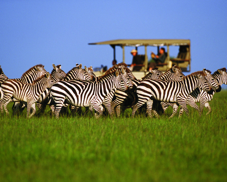 Best safari destinations in Tanzania wildlife landscape